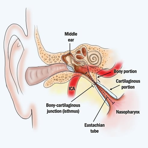 middle ear